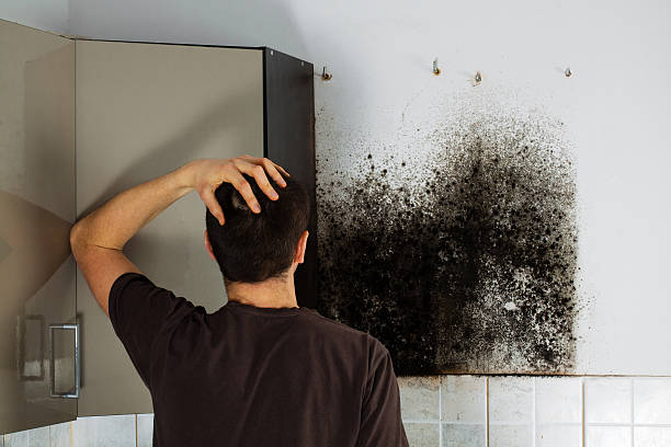 Best Attic Mold Removal  in Grand Coulee, WA